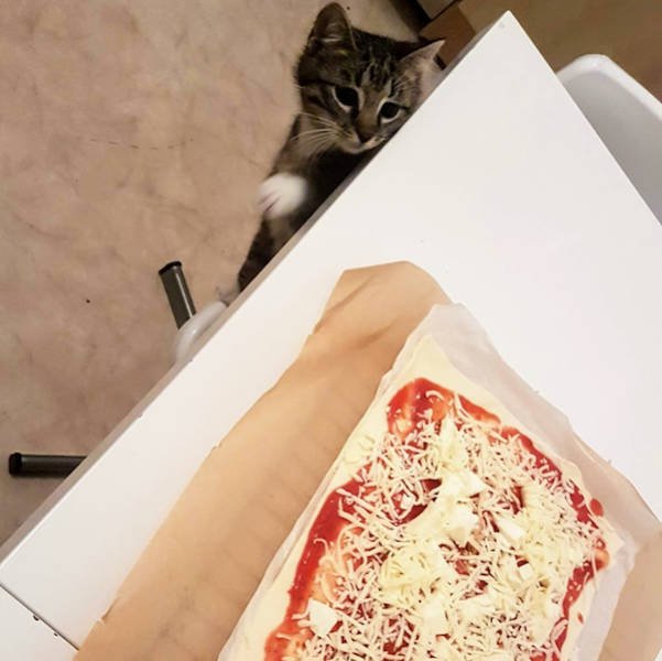 They Need Your Food (34 pics)