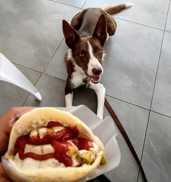 They Need Your Food (34 pics)