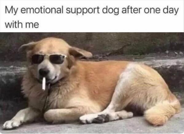 Good Boys (20 pics)