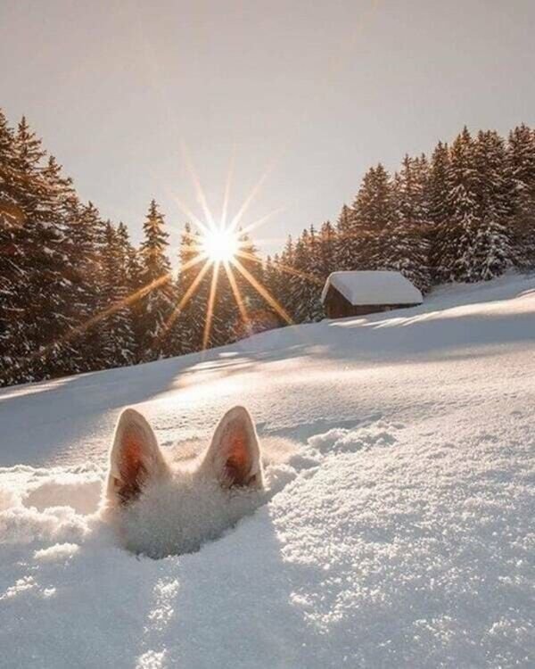 Good Boys (20 pics)