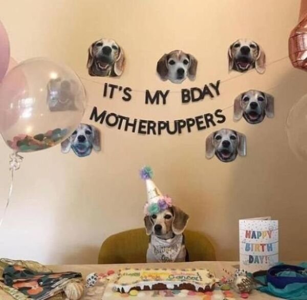 Good Boys (20 pics)