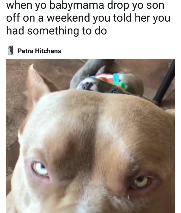 Good Boys (20 pics)