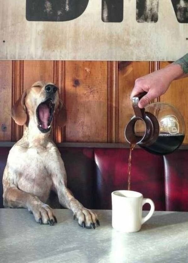 Good Boys (20 pics)