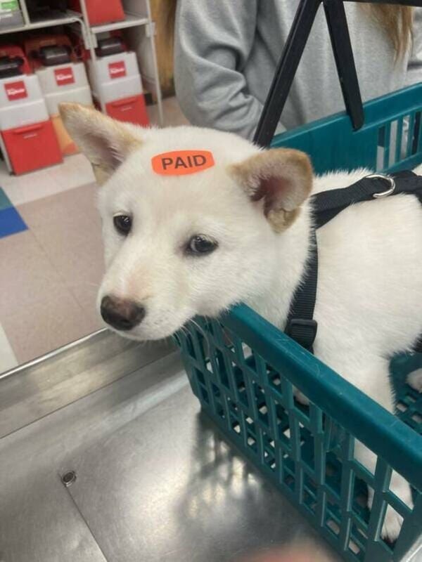 Good Boys (20 pics)