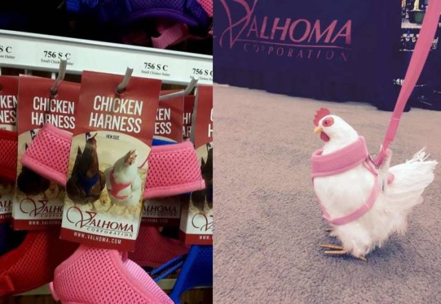Strange Finds And Situations (57 pics)