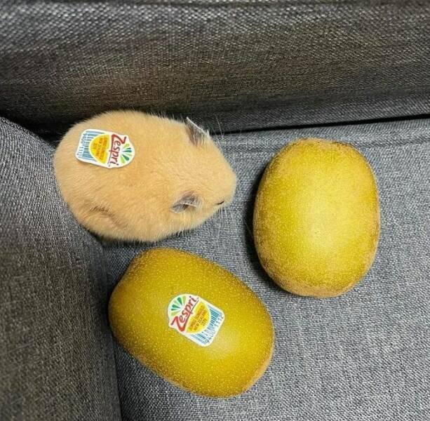 Cute Animals In Unexpected Locations (49 pics)