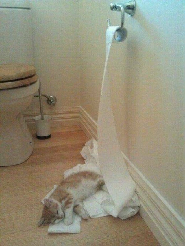 Cute Animals In Unexpected Locations (49 pics)