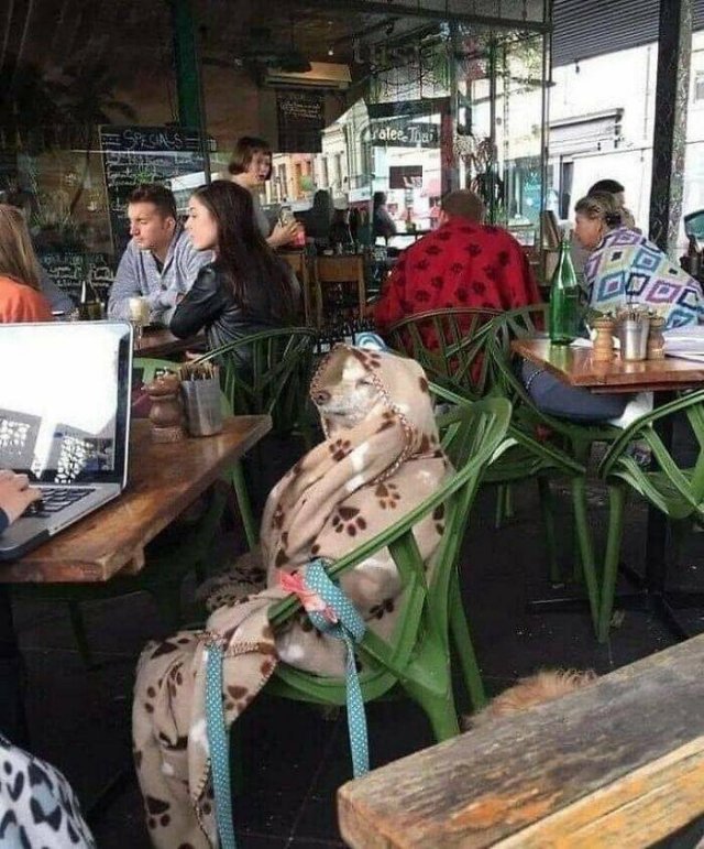 Cute Animals In Unexpected Locations (49 pics)