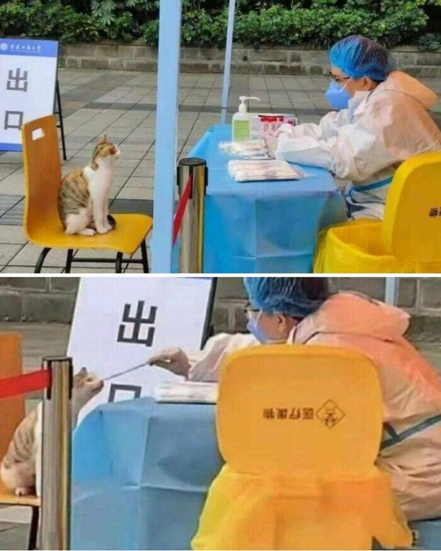 Cute Animals In Unexpected Locations (49 pics)