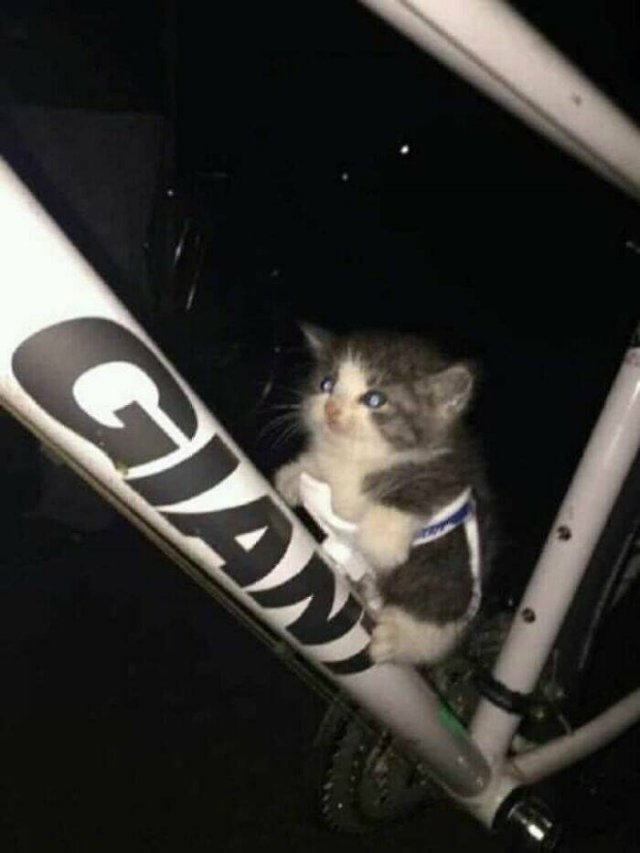 Cute Animals In Unexpected Locations (49 pics)