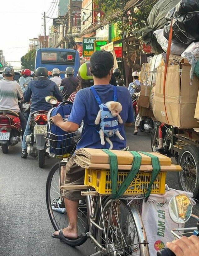 Cute Animals In Unexpected Locations (49 pics)