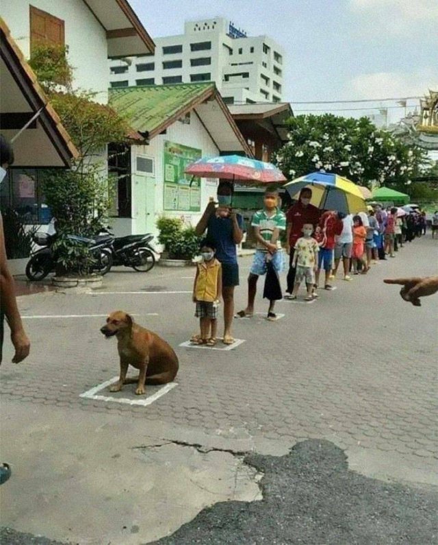 Cute Animals In Unexpected Locations (49 pics)