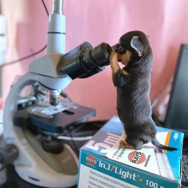 Cute Animals In Unexpected Locations (49 pics)