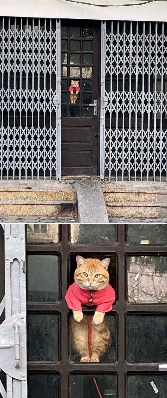 Cute Animals In Unexpected Locations (49 pics)