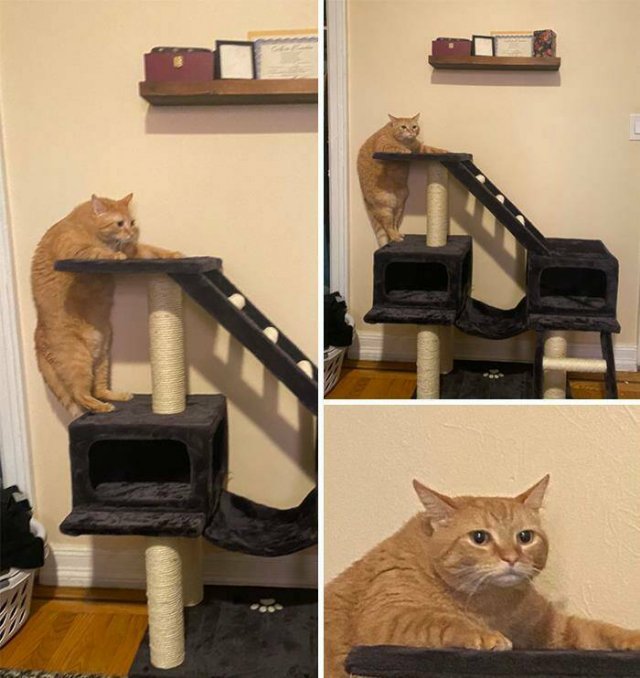 Cute Animals In Unexpected Locations (49 pics)