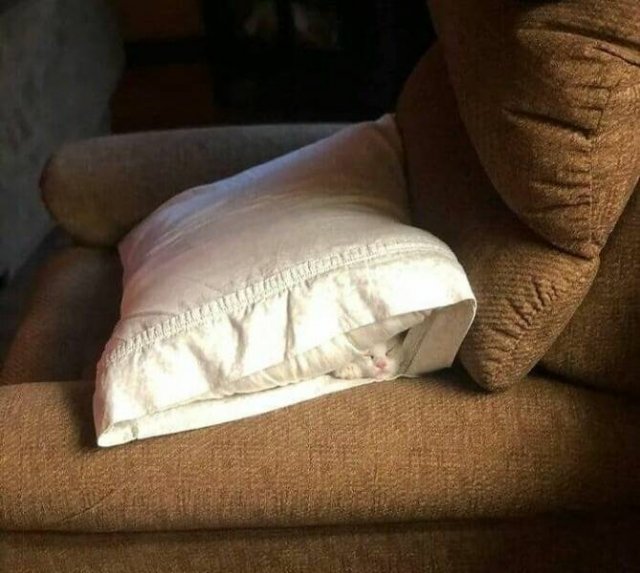 Cute Animals In Unexpected Locations (49 pics)
