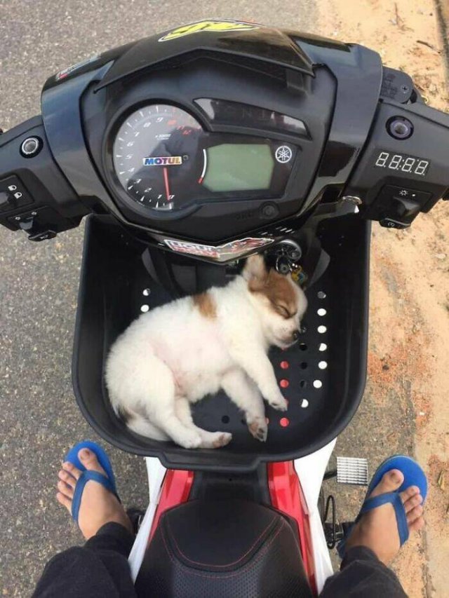 Cute Animals In Unexpected Locations (49 pics)