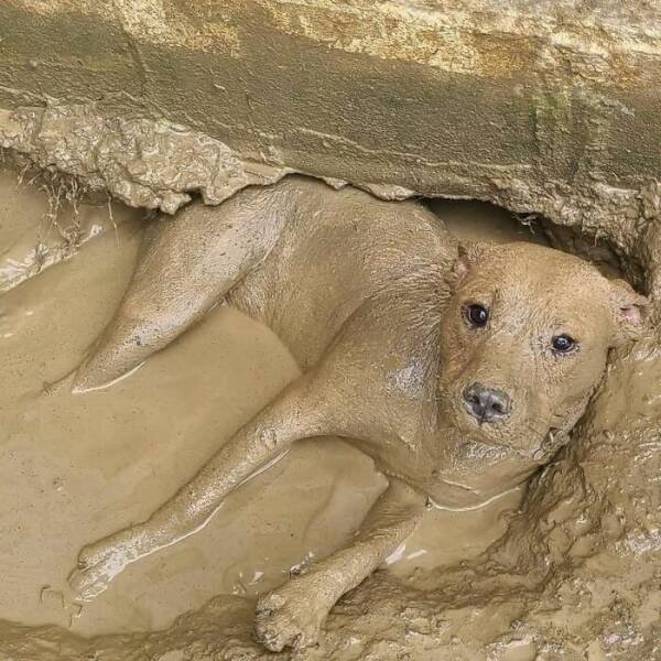 Cute Animals In Unexpected Locations (49 pics)