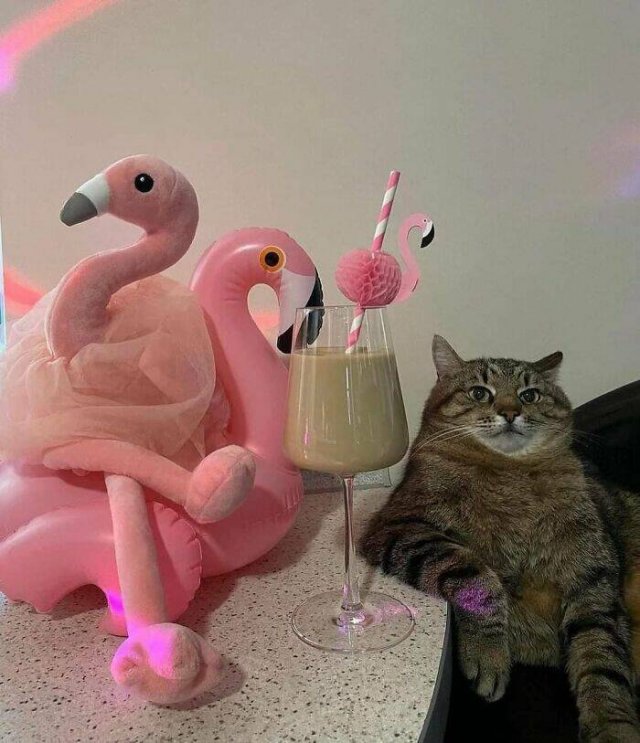 Cute Animals In Unexpected Locations (49 pics)