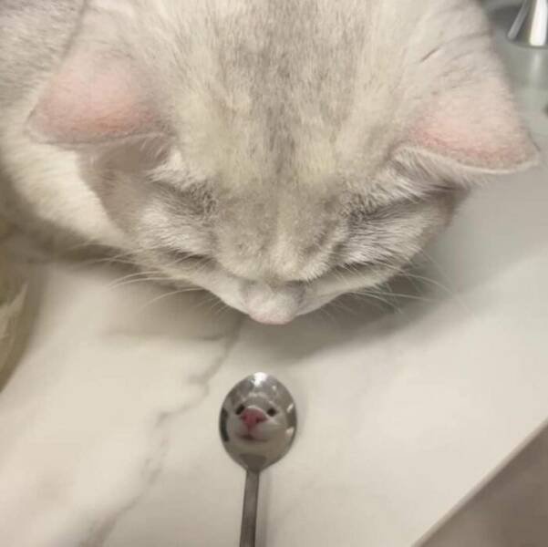 Cute Animals In Unexpected Locations (49 pics)