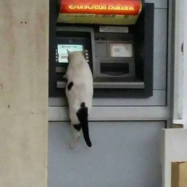 Cute Animals In Unexpected Locations (49 pics)