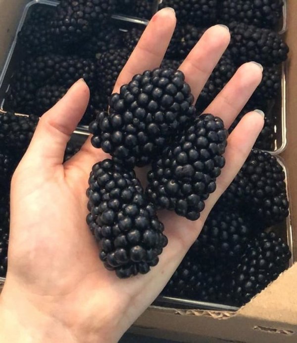 Giant Things (32 pics)