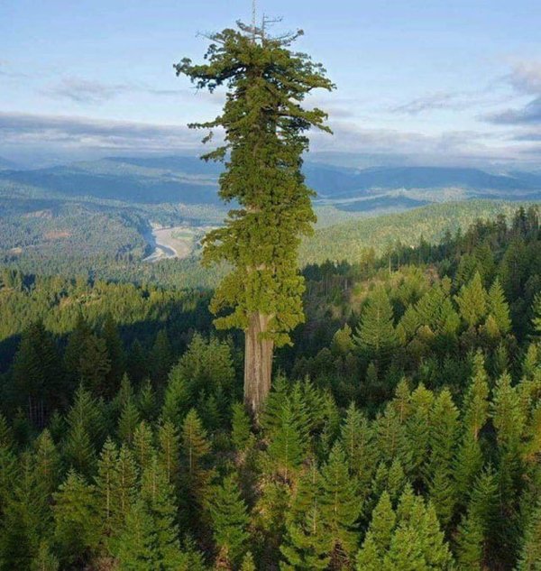 Giant Things (32 pics)
