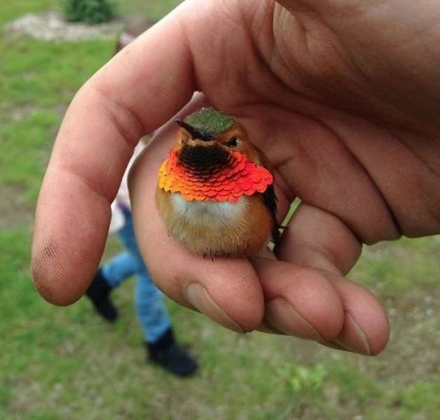 Funny Animals (55 pics)