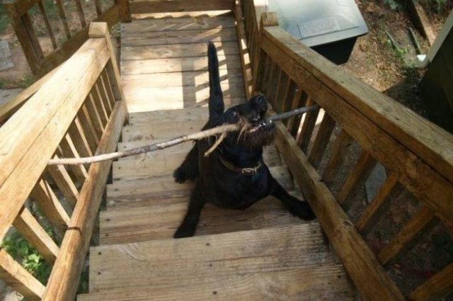 Funny Animals (55 pics)