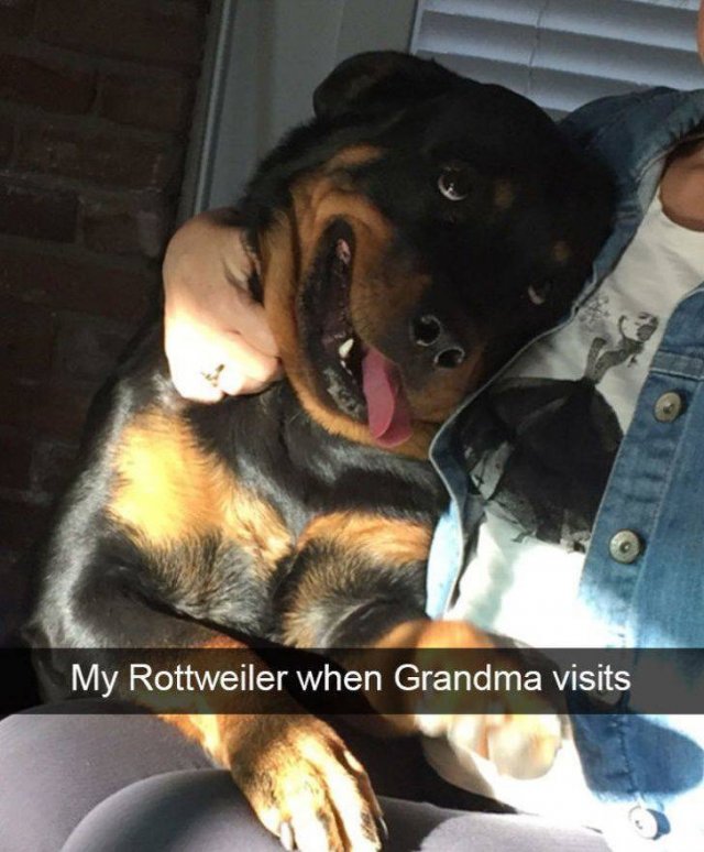 Funny Animals (55 pics)