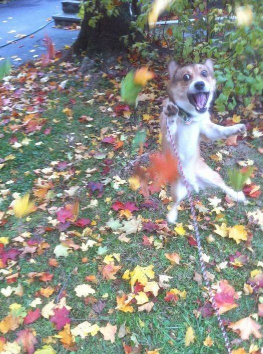 Funny Animals (55 pics)