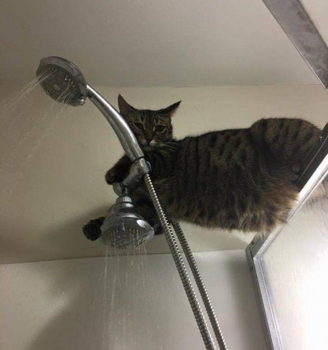 Funny Animals (55 pics)