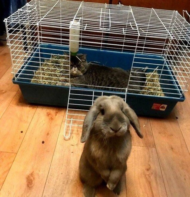 Funny Animals (55 pics)