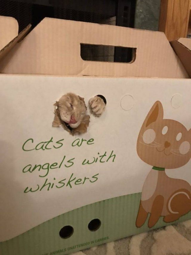 Funny Animals (55 pics)