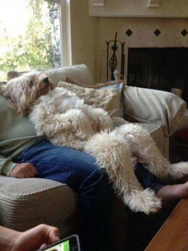 Funny Animals (55 pics)