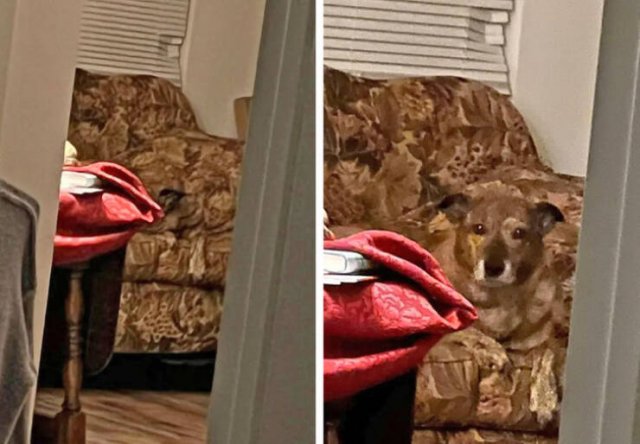Look Twice (33 pics)
