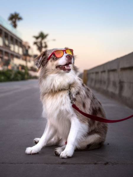 Funny Animals (48 pics)