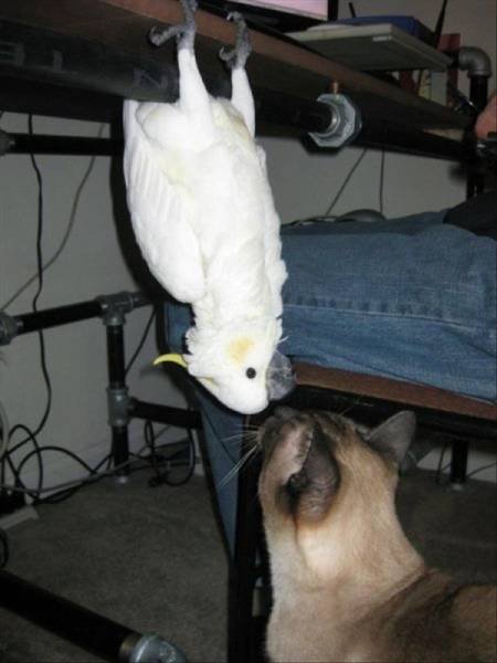 Funny Animals (48 pics)