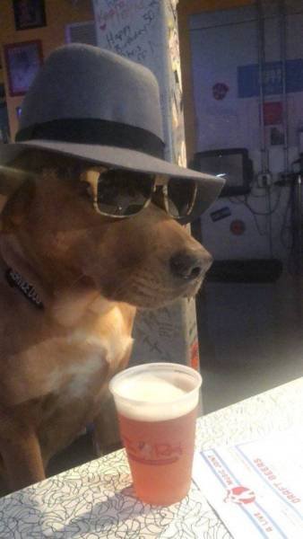 Funny Animals (48 pics)