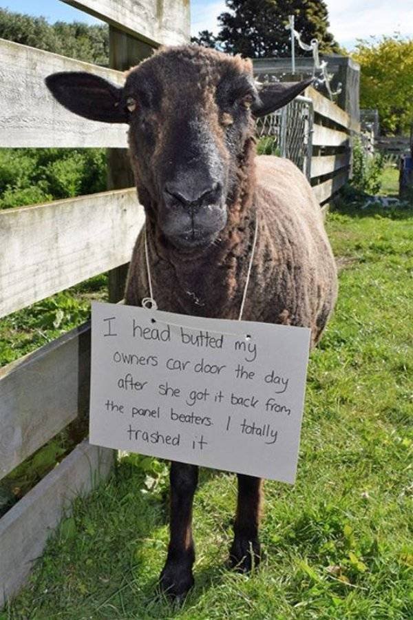 Funny Animals (48 pics)