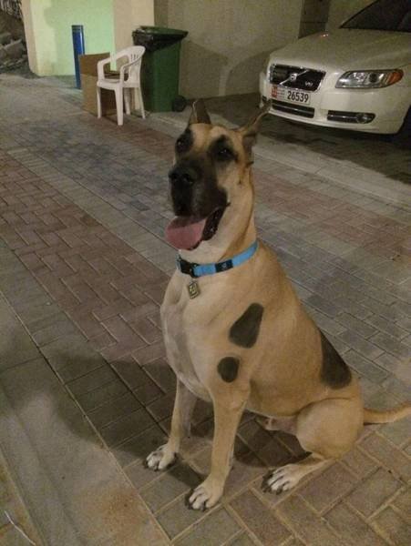 Funny Animals (48 pics)