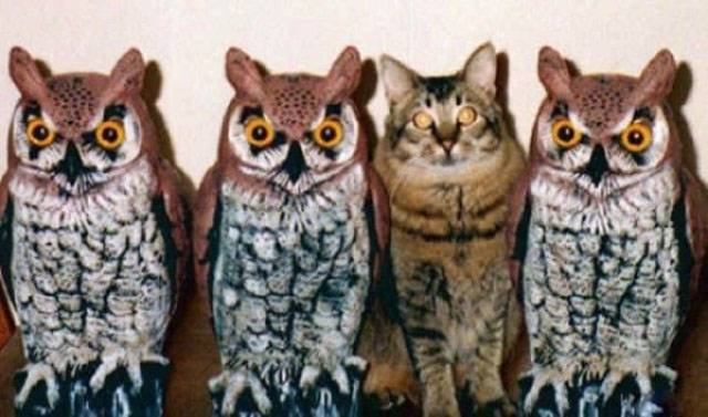 Funny Animals (48 pics)