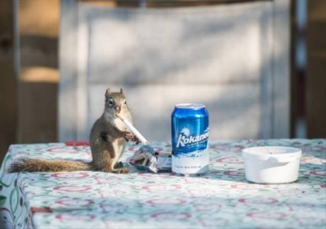 Funny Animals (48 pics)