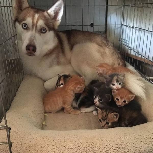 Funny Animals (48 pics)
