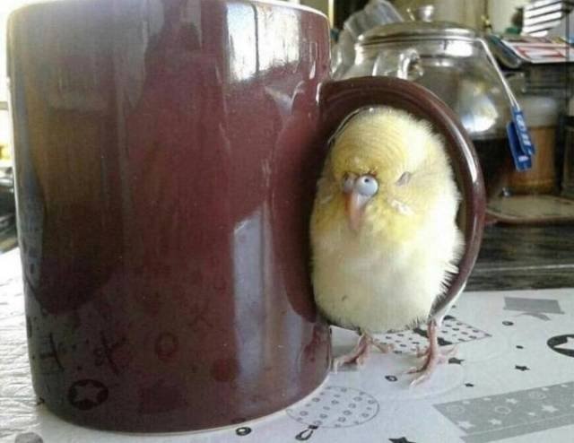 Funny Animals (48 pics)