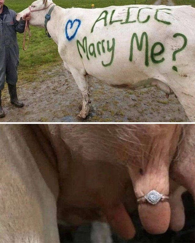 Failed Proposal Attempts (29 pics)