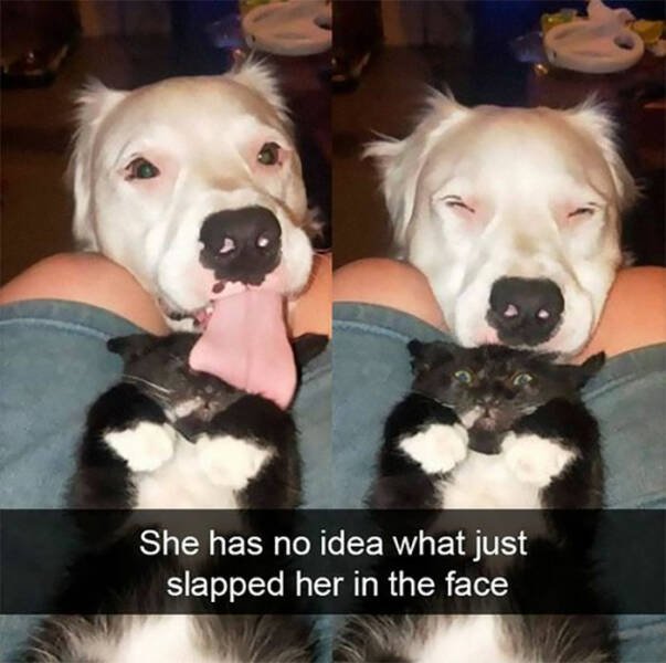 Funny Memes With Animals (50 pics)