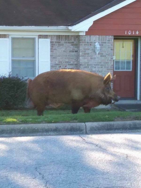 Giant Things (39 pics)