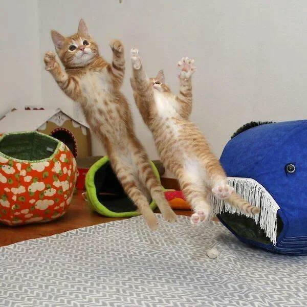 Right Moment (29 pics)