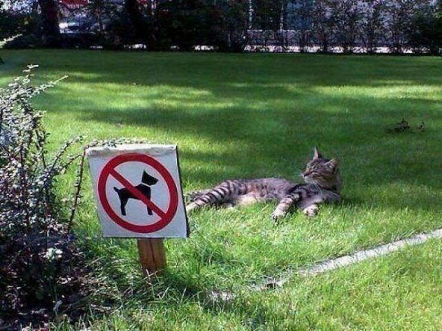 Funny Signs (49 pics)